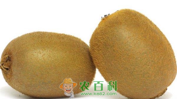 猕猴桃果实管理