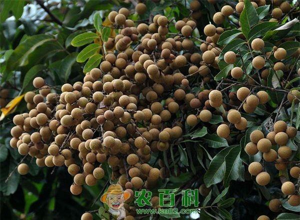 百年龙眼树 果实满枝头