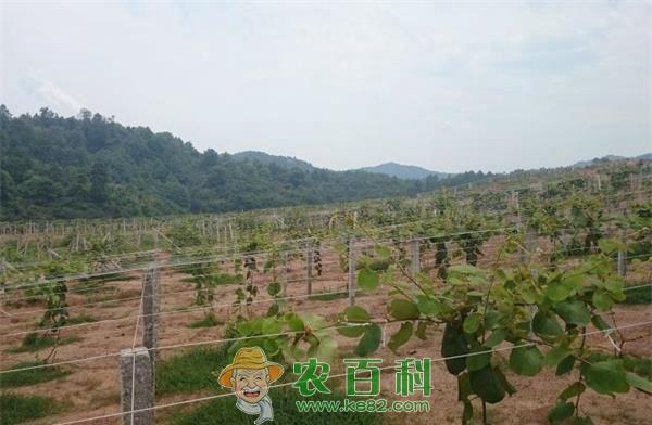 江西最大猕猴桃基地开工建设 土客网网 江西最大猕猴桃基地开工建设