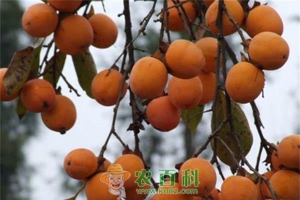 冬季柿子树管理方法