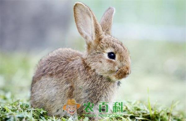 兔子 上海建兔子农园“十一”已试开放