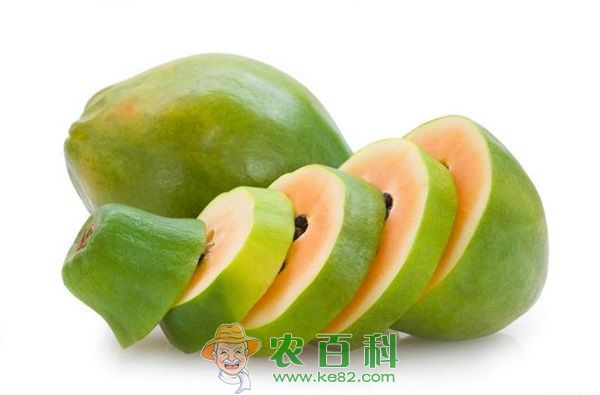 木瓜 归义镇台湾木瓜种植获成功