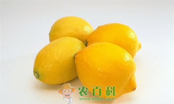 柠檬的贮藏 柠檬的贮藏技术