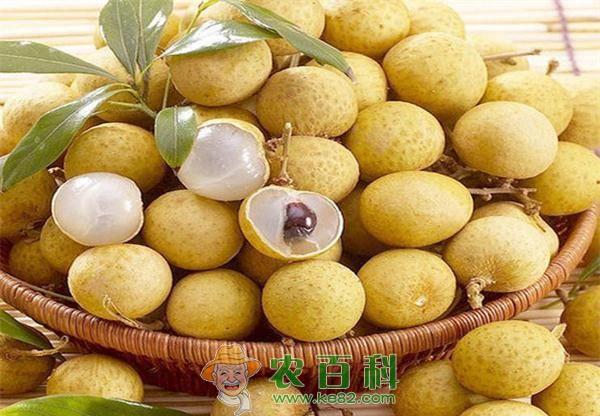 百年龙眼树 果实满枝头