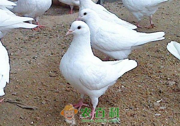 科协仿山镇开展肉鸽养殖调研活动