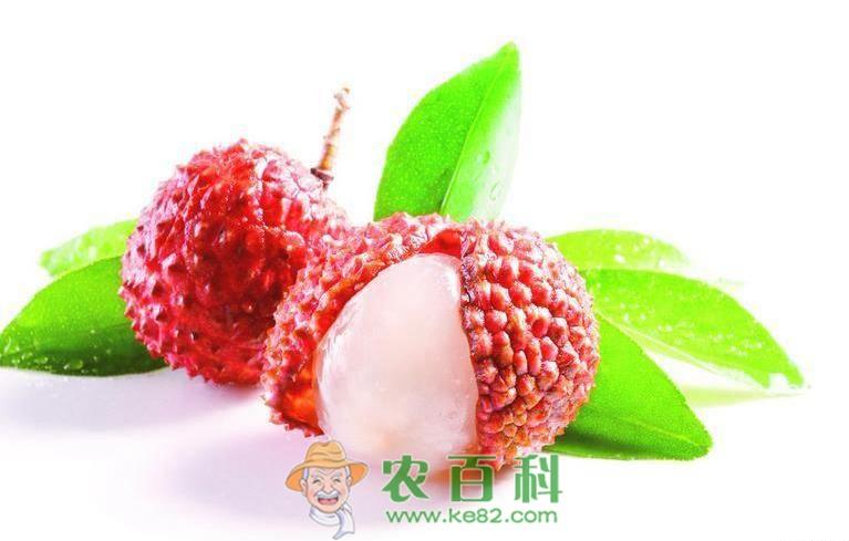 荔枝上火怎么办 吃荔枝不上火窍门