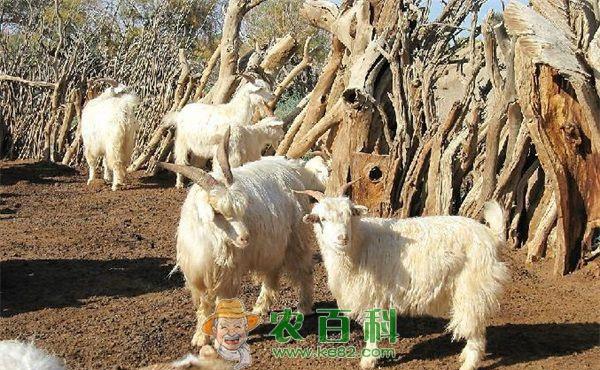 山羊 福建泉州现4米长蟒蛇吃山羊