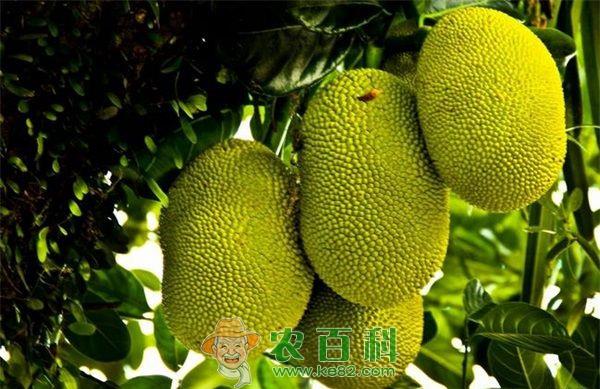 菠萝蜜产业还需加蜜