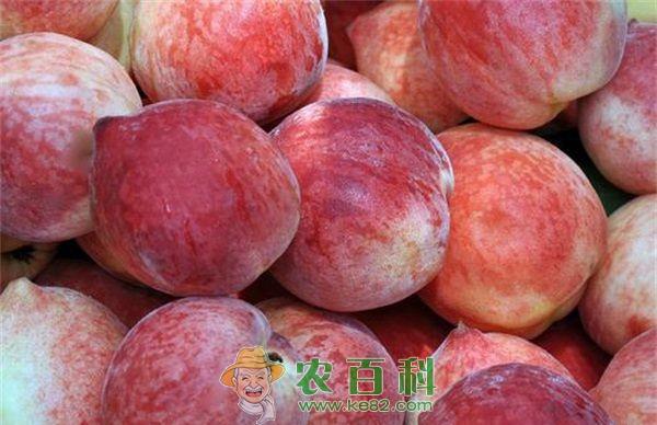 经期吃桃可以吗