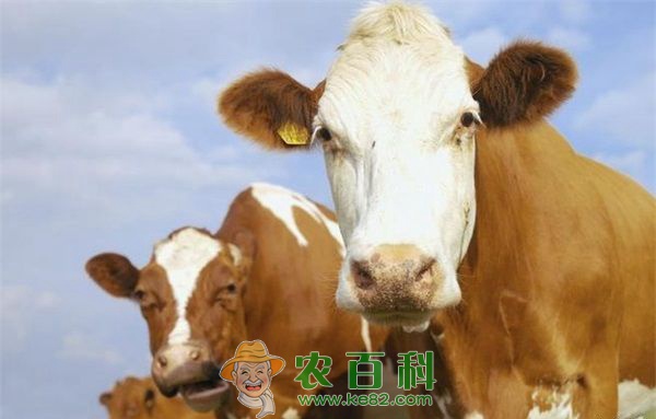 养牛技术之破伤风的防治措施