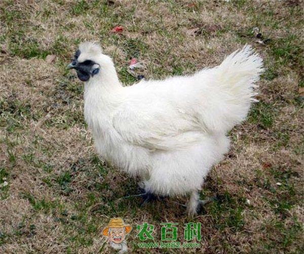 乌鸡的功效和作用