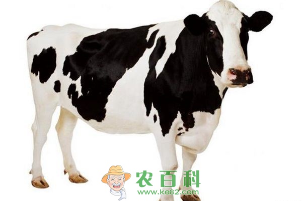 奶牛养殖技术 奶牛养殖技术要领