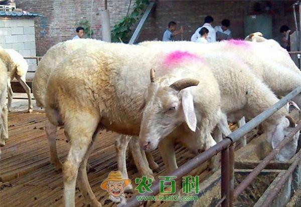 小尾寒羊养殖技术 小尾寒羊养殖技术之大肠杆菌病防治