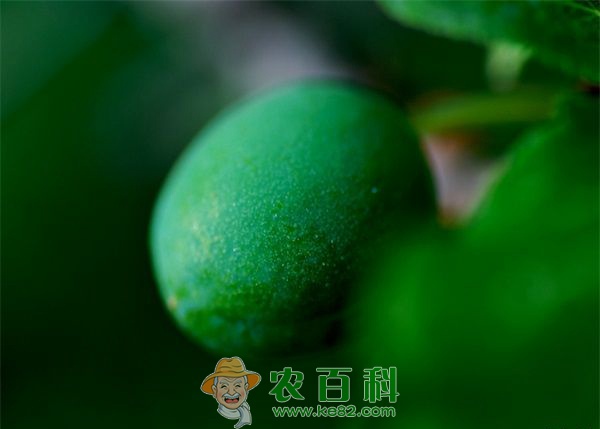 不同土壤类型的青梅园管理技术要点一