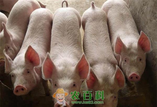 仔猪消化道综合征的综合防控 仔猪消化道综合征的综合防控