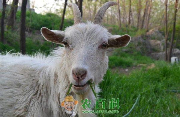 陈三福的科学养山羊致富之道