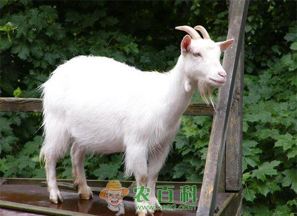 牧场调整产业结构 棉农养波尔山羊发“羊”财