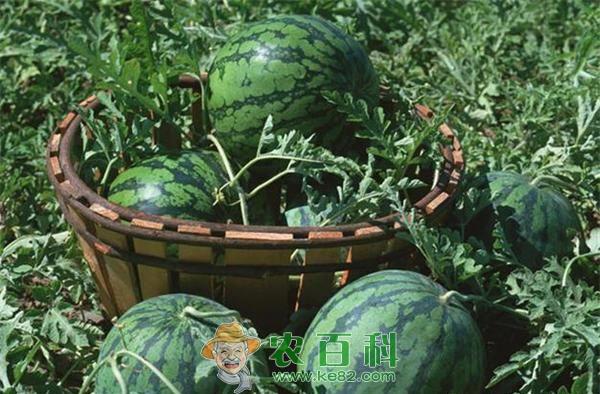 西瓜不可能注射甜蜜素和膨大剂