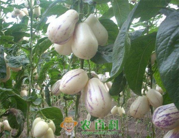 人参果 西游记中的人参果现身菜博会