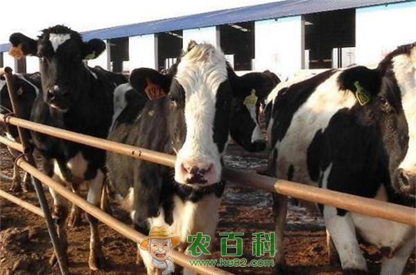 奶牛管理进入信息化时代 土客网网 奶牛管理进入信息化时代