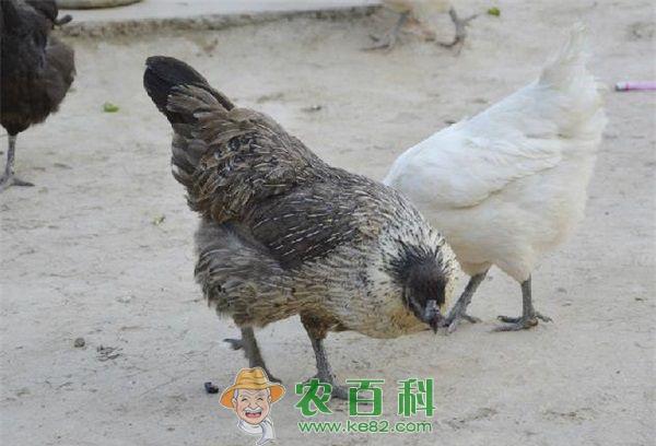 乌鸡养殖育雏前的准备