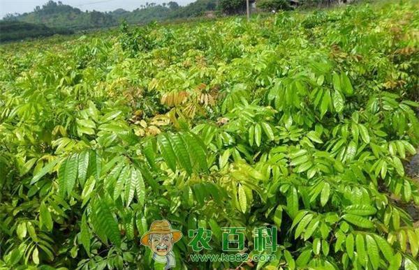 龙眼栽培--土客网网 反季节龙眼栽培存在的问题及对策