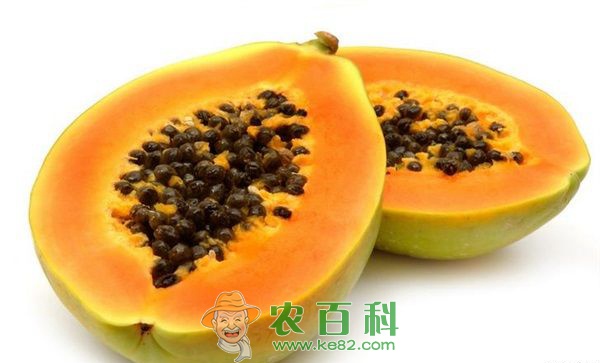 高明培育出木瓜新品种
