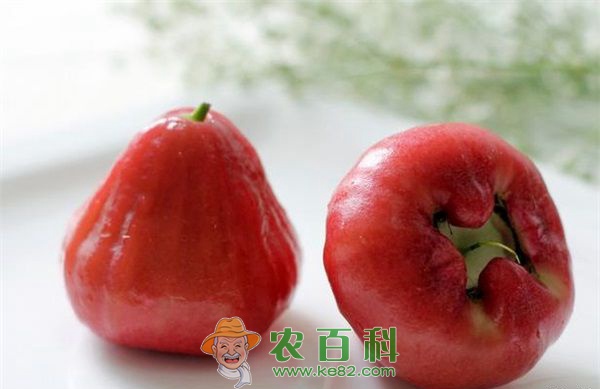 莲雾基地 海口两镇打造莲雾基地 村民走上致富路