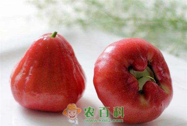 莲雾果腐病防治