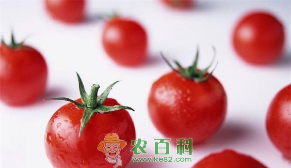 鲜食果圣女果的春季早栽技术