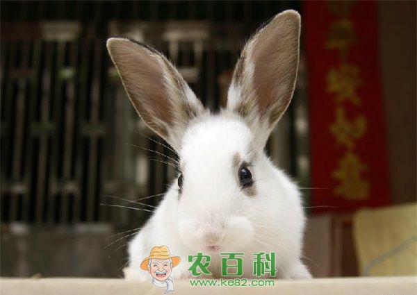 兔子 施甸县沙坝脚兔子养殖助增收