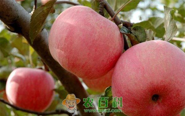 苹果产业 品牌引领苹果产业转型