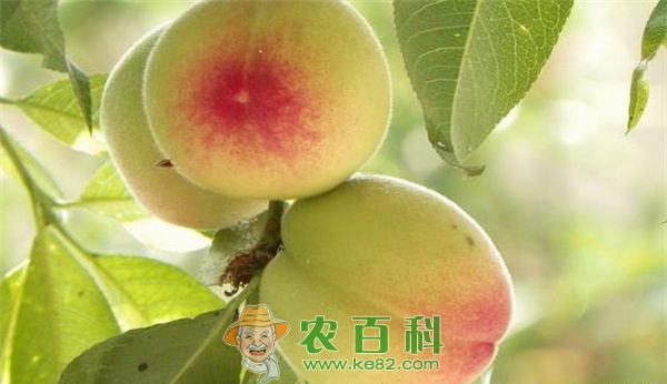 桃果实肉质调控重要基因