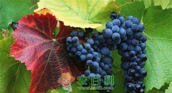 怀来摘葡萄