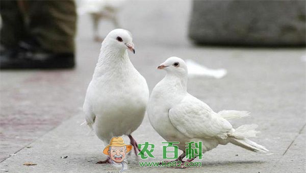 鸽子 妇女养殖鸽子致富增收