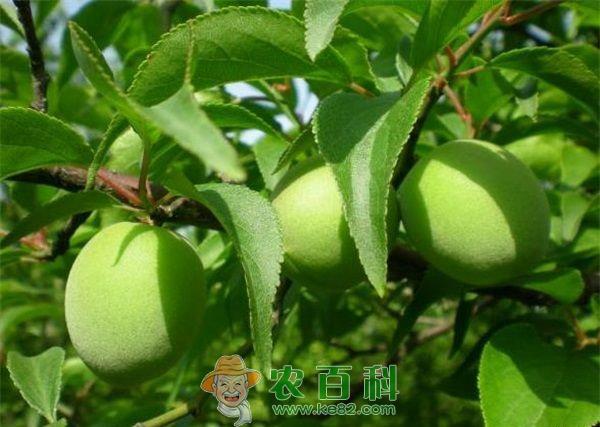 青梅种植的整形修剪