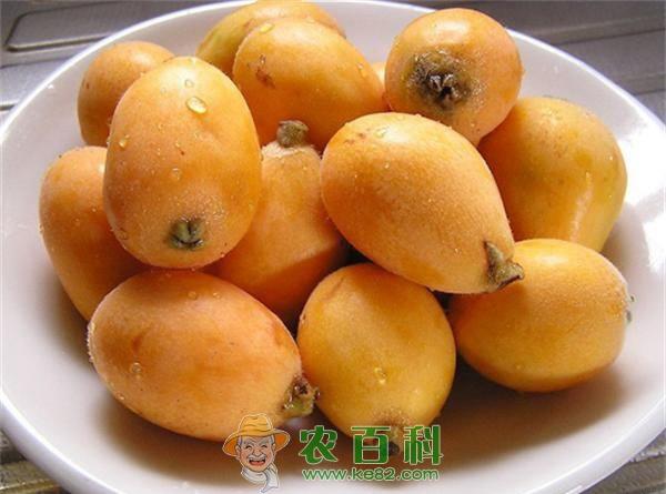 枇杷果 吃枇杷有什么好处