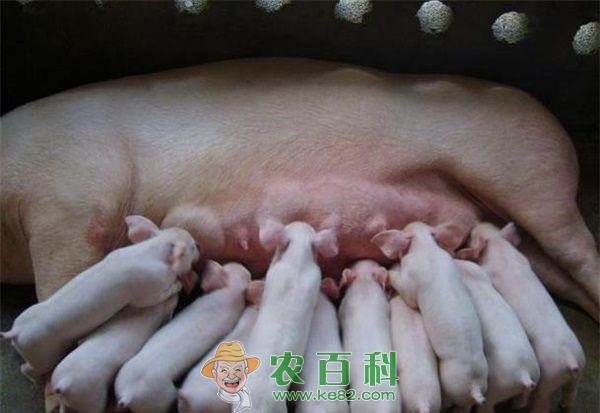 猪 维护猪胃肠道健康的主要技术措施