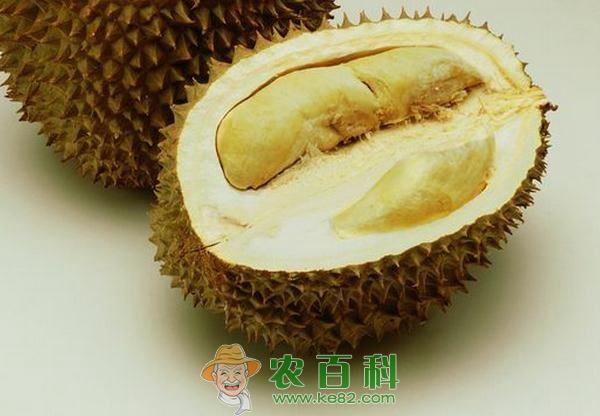 孕妇可以吃榴莲吗 孕妇可以吃榴莲吗