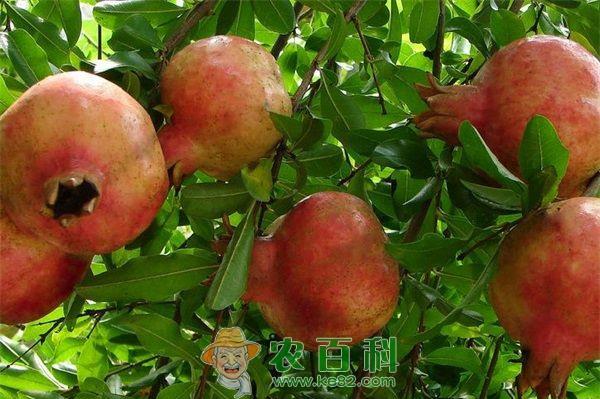 石榴种植的庭院栽种