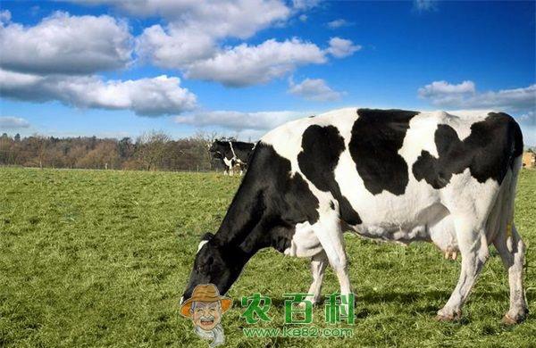 包头奶牛发展思路及目标