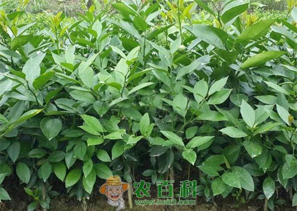 柠檬幼树周年管理 柠檬幼树周年管理