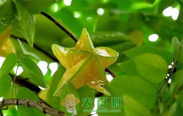 杨桃--土客网网 杨桃幼龄树和结果树施肥技术要点