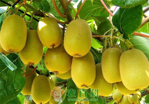 猕猴桃种植的插根育苗