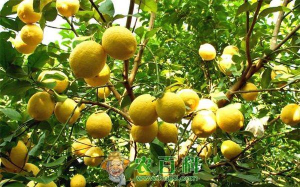 柠檬病害的防治方法