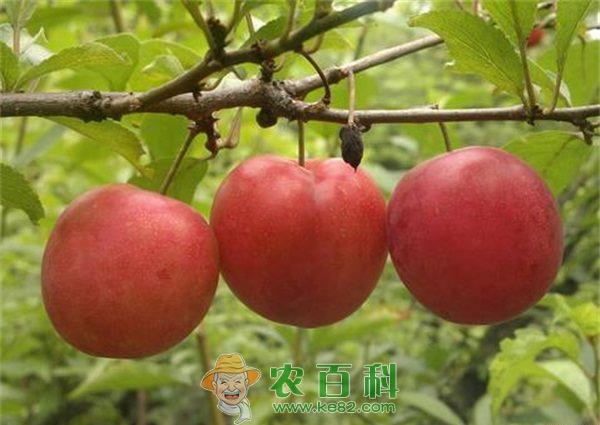 李子走电商旺销