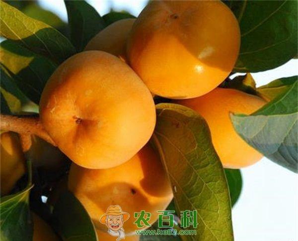 冬季柿子树管理方法