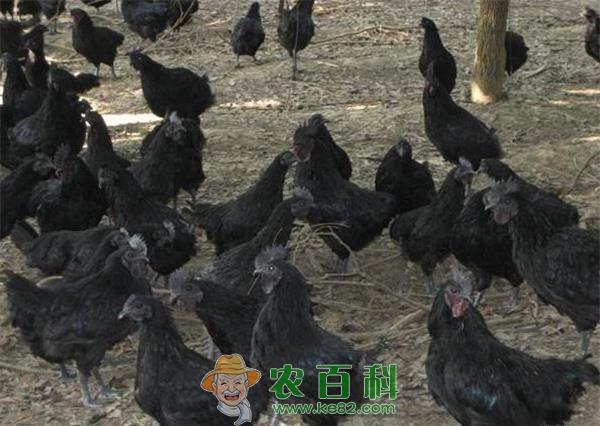 乌鸡养殖抓好育雏管理 土客网网 乌鸡养殖抓好育雏管理
