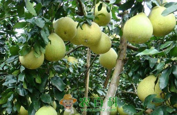 柚子红蜘蛛防治技巧