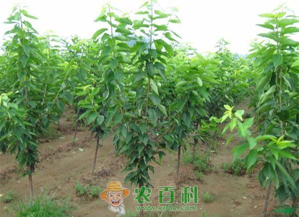 樱桃树种植技术